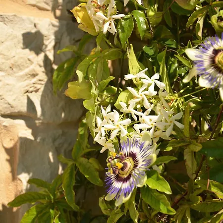 Villa Casale Bramasole