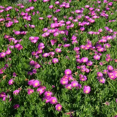 Casale Bramasole Villa Molino (Macerata)