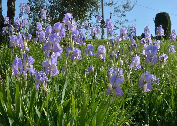 Casale Bramasole 빌라 *